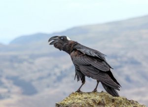 White-necked Raven