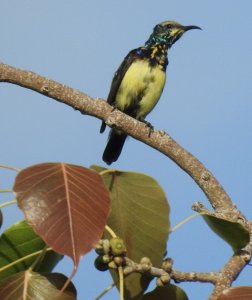 Purple Sunbird Male In aclipse plumage