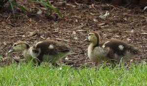 Muscovy duck