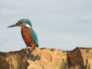 Kingfisher on the rocks