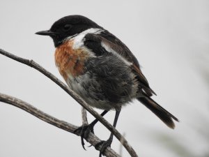 Male Stonechat