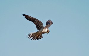 Juvenile Red-footed Falcon