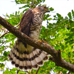 Crested goshawk preening