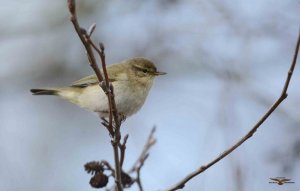 Chiffchaff