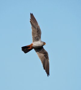 Male Red-footed Falcon