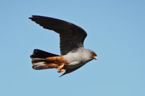 Male Red-footed Falcon