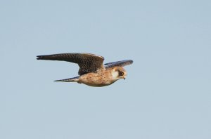 Female Red-footed Falcon