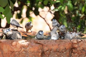 Bath time for the Finches