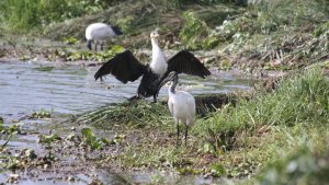 white-breasted cormorant