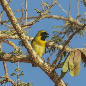 Little weaver