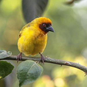 Ruppell's Weaver