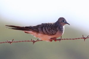 Peaceful Dove