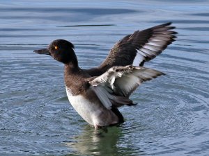 Tufted Duck