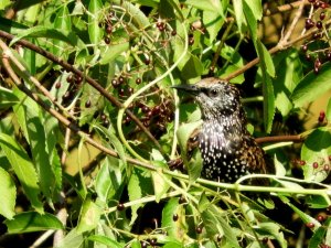 Common Starling