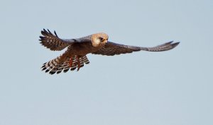 Female Red-footed Falcon