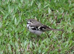 Forest Wagtail