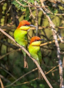 Chestnut-headed Bee-eaters