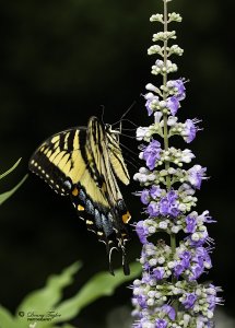 Swallowtail, Eastern Tiger