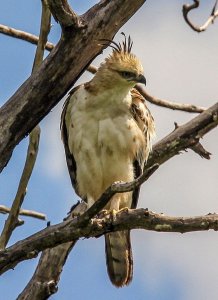 Changeable Hawk-eagle