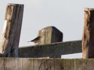 Juvenile Yellow Wagtail