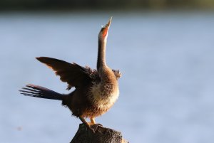 Anhinga victimized by pollution