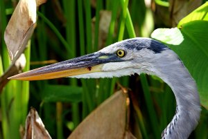 Great Blue Heron showing determination and focus