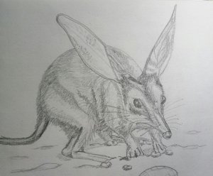 Bilby