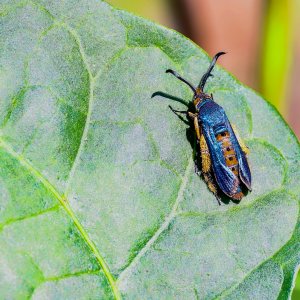 Squash Vine Borer Moth