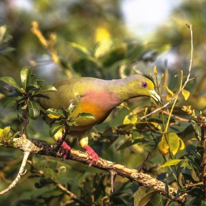 Orange-breasted Green Pigeon