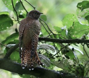 Juv. cuckoo