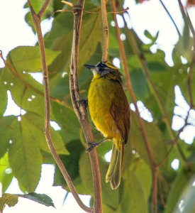 Yellow-eared Bulbul