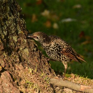 Playing Woodpecker