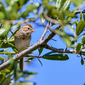 Clay-colored Sparrow