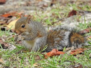 Update here's a new picture of the kid Squirrel