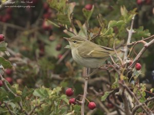 Two-barred Warbler (Phylloscopus plumbeitarsus)