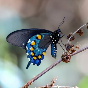 Pipe-vine Swallowtail