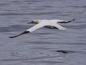 Gannet in flight