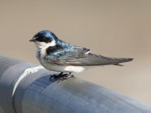 white-rumped swallow