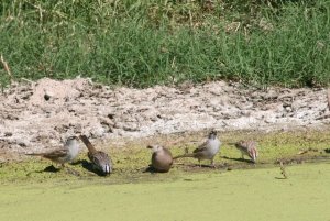 Ruddy Ground Dove