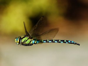 Dragonfly hovering