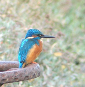 Kingfisher