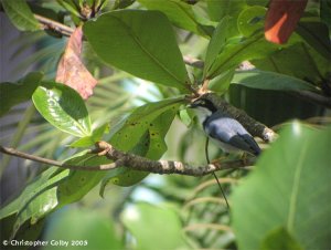 Hooded Tanager