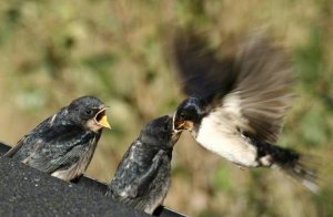 Swallows feed