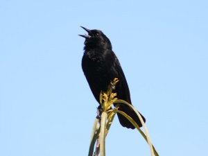 EDIT: Yellow-winged Blackbird