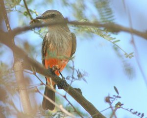 Vermillion_Flycatcher_Female