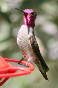 Anna's_Hummingbird