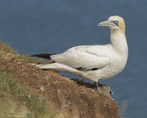 Gannet