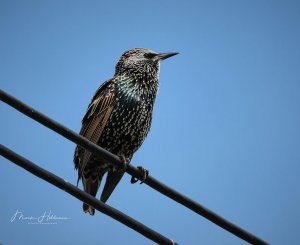 Starling