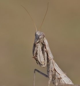 Portrait of a small Mantis