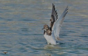 Turnstone